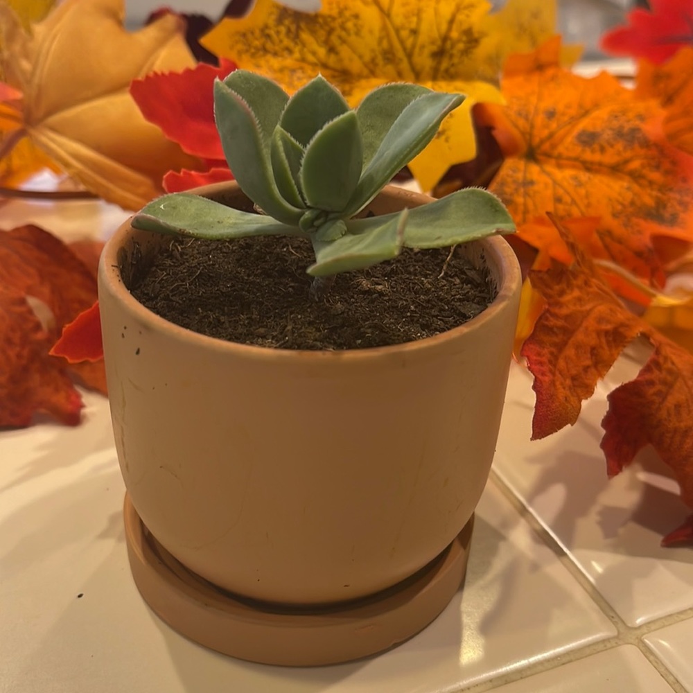 Love Jade plant